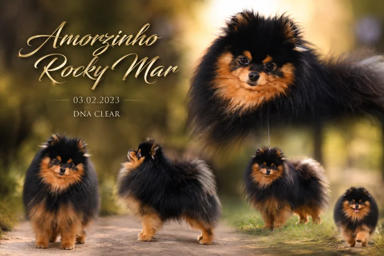 Pomeranian