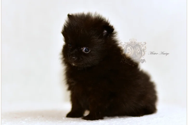 Pomeranian