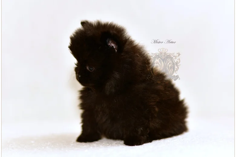 Pomeranian