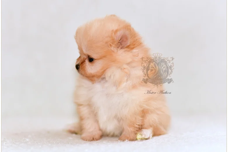 Pomeranian