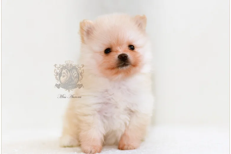 Pomeranian
