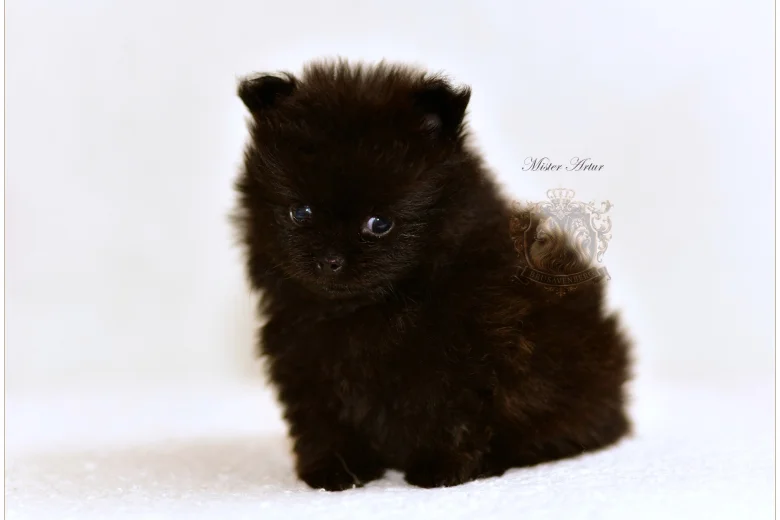 Pomeranian