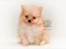 Pomeranian