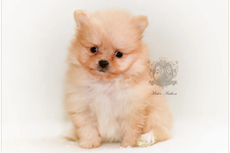 Pomeranian