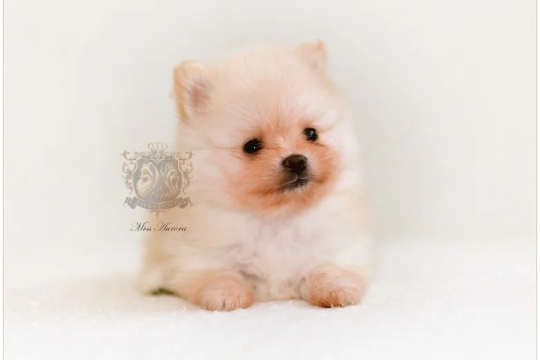 Pomeranian