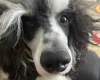 Miniature Poodle