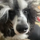 Miniature Poodle