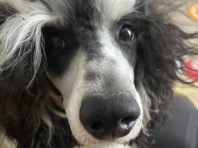 Miniature Poodle