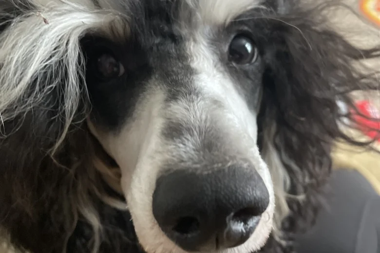 Miniature Poodle