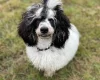 Miniature Poodle