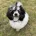 Miniature Poodle