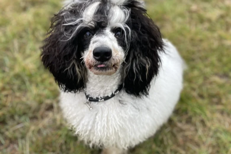 Miniature Poodle