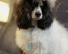 Miniature Poodle