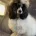 Miniature Poodle