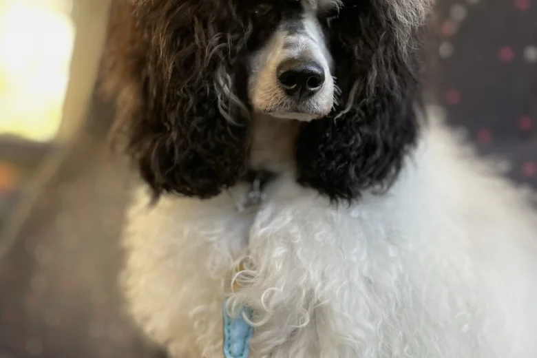 Miniature Poodle
