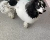 Miniature Poodle