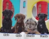 Miniature Poodle