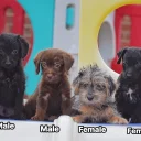 Miniature Poodle