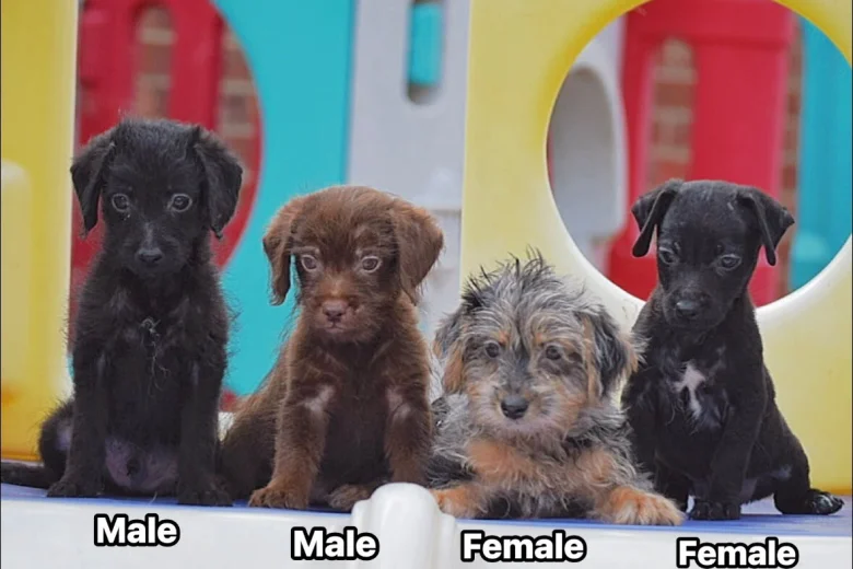 Miniature Poodle