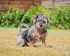 Miniature Poodle