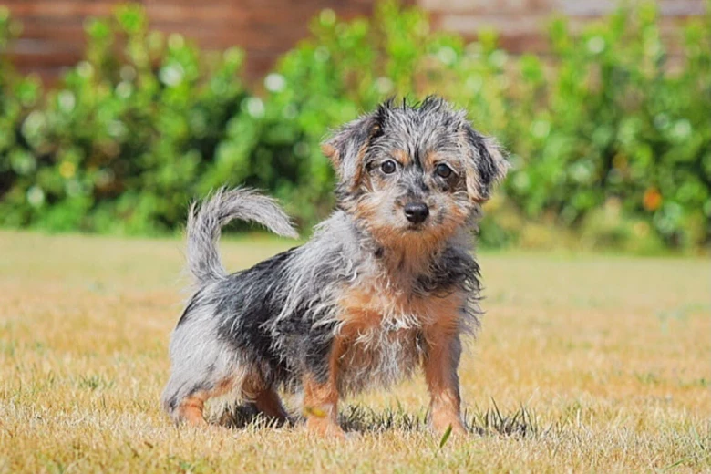 Miniature Poodle