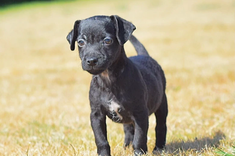 Miniature Poodle