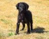 Miniature Poodle