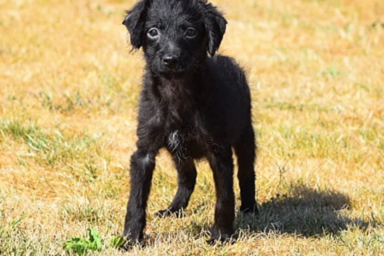 Miniature Poodle