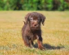 Miniature Poodle