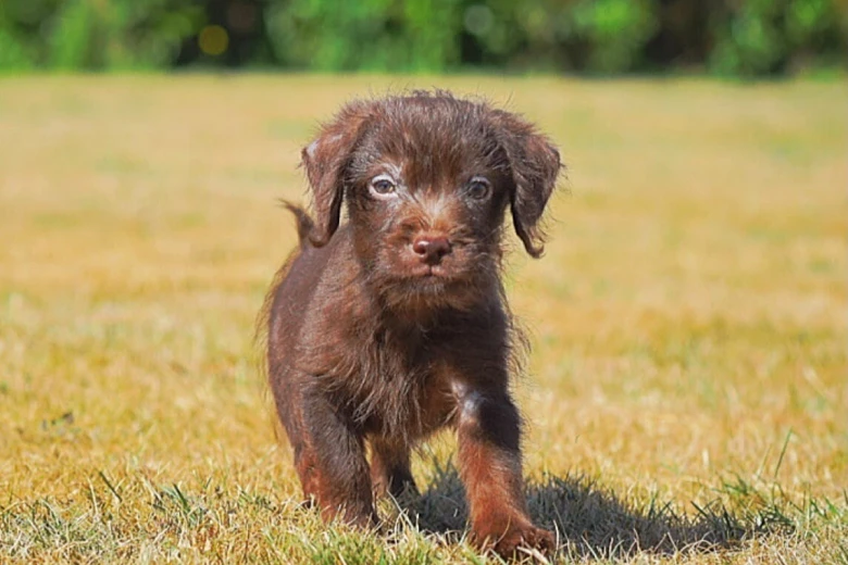 Miniature Poodle
