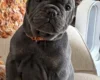 Mixed Breed