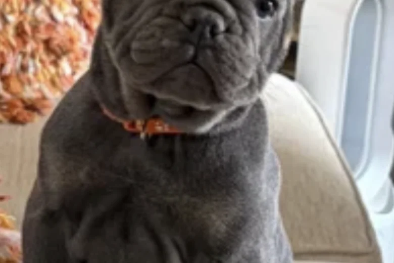 Mixed Breed