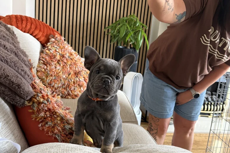 Mixed Breed