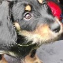 Mixed Breed