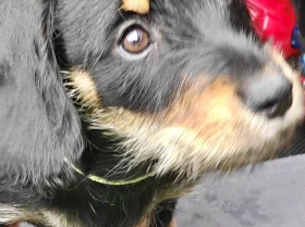 Mixed Breed