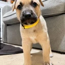 Mixed Breed
