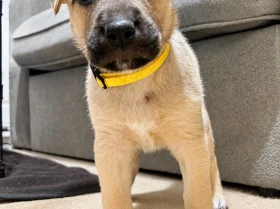 Mixed Breed
