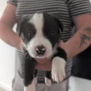 Mixed Breed