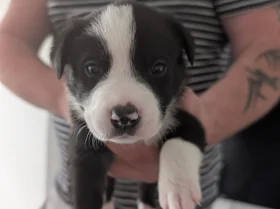Mixed Breed