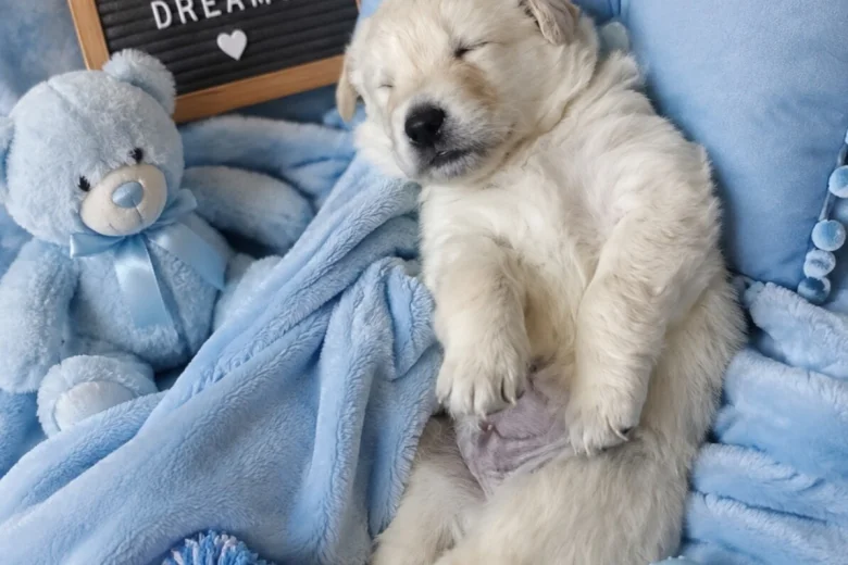 Mixed Breed
