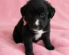 Mixed Breed