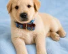 Mixed Breed