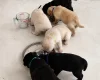 Mixed Breed