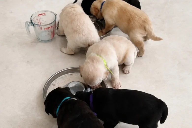 Mixed Breed