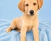 Mixed Breed