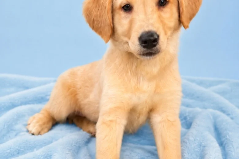 Mixed Breed