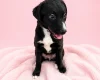Mixed Breed