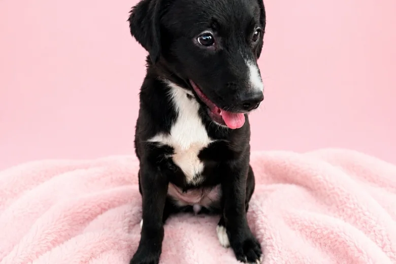 Mixed Breed