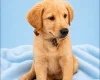 Mixed Breed
