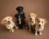 Mixed Breed